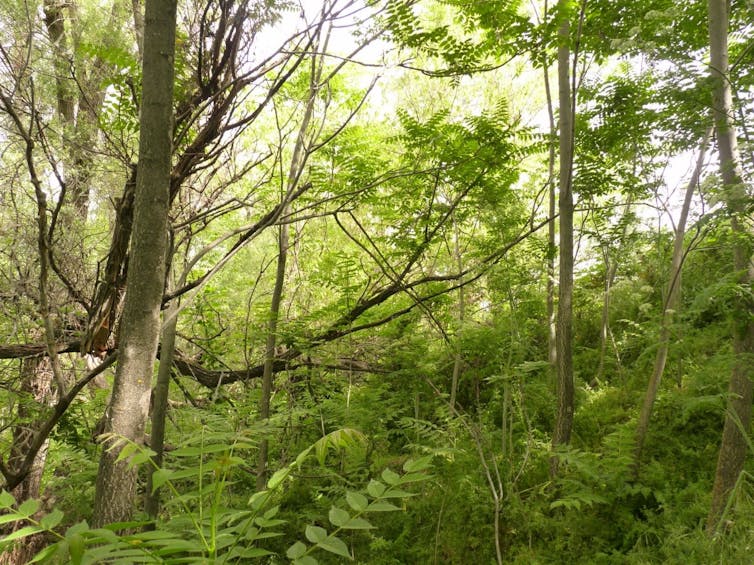 bosque de ailanto