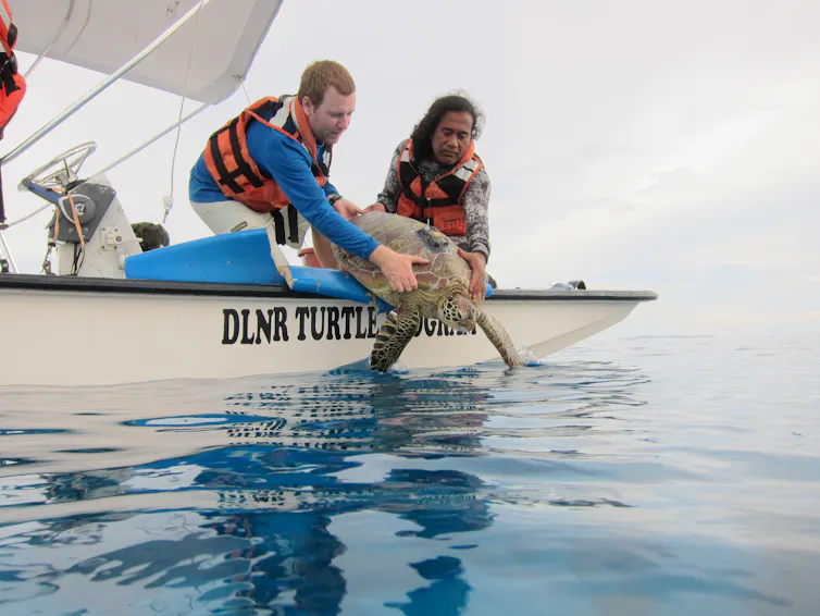 Two scientists in a boat release a turtle fitted with a satellite tag into the ocean.