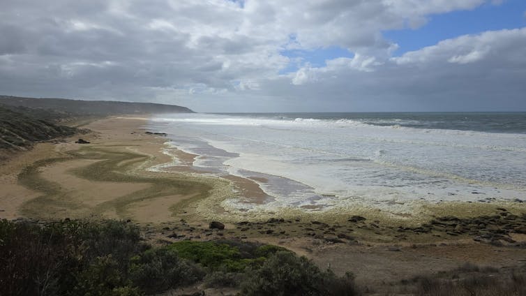 Waitpinga beach covered in sea foam and green residue