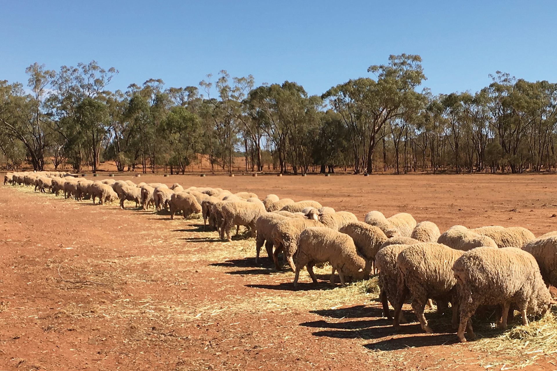 Sheep in a dry landscape eating in a line.