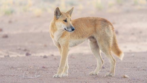 Farmers fear dingoes are eating their livestock – but predator poo tells an unexpected story
