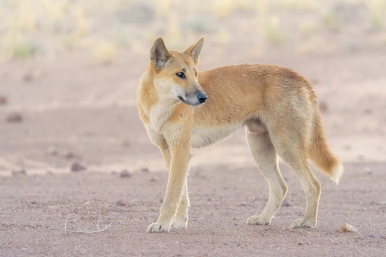 A dingo in an arid landscape.