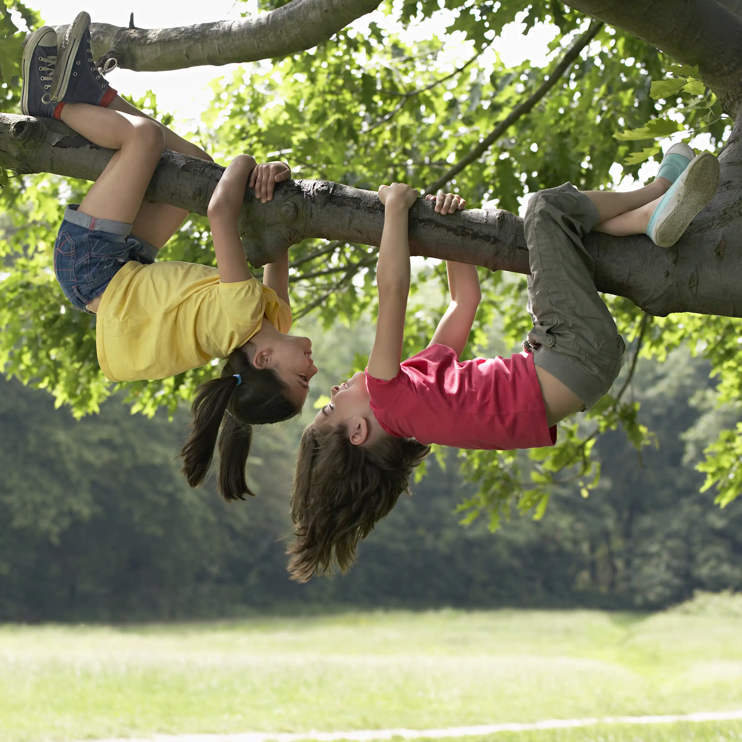 Two girls playing in a tree