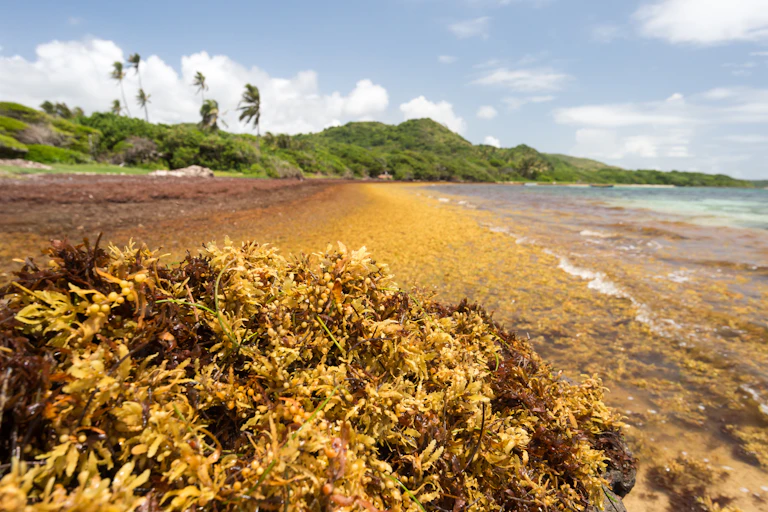saragssum seaweed on tropical beach