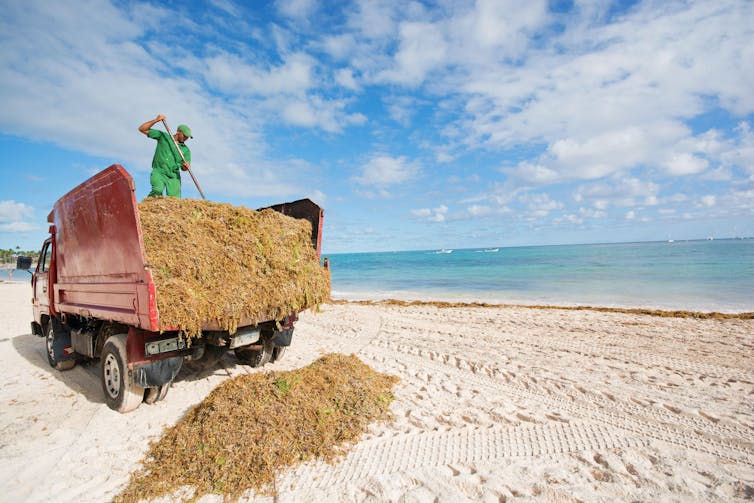 How a poisonous seaweed choking Caribbean seashores may just develop into a precious useful resource 1 truck collecting seaweed, man raking it on from beach