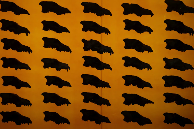 rows of wolf skulls against an orange background