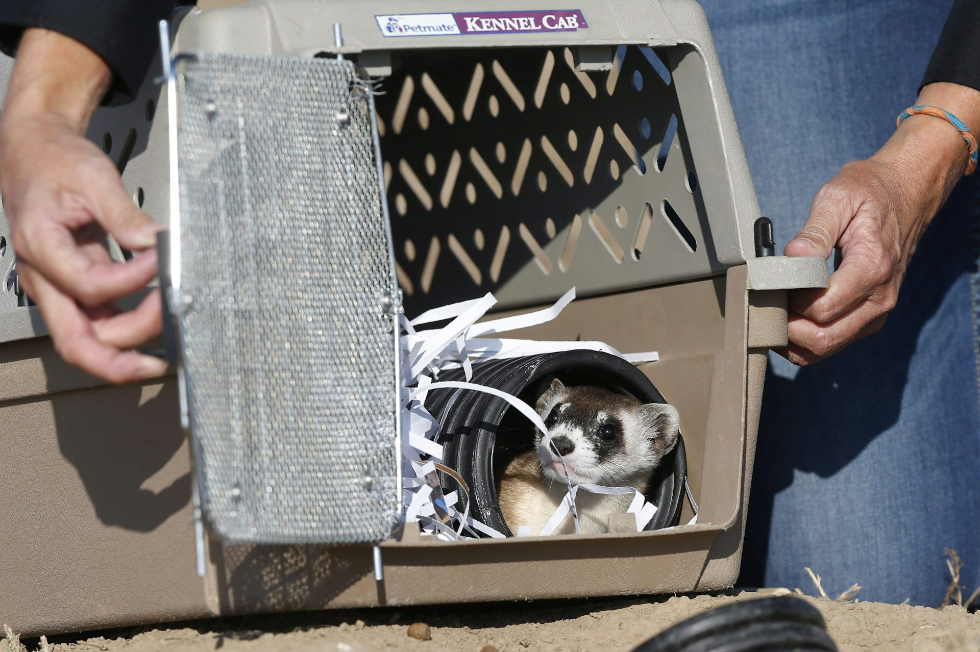Hurón en una caja de puerta