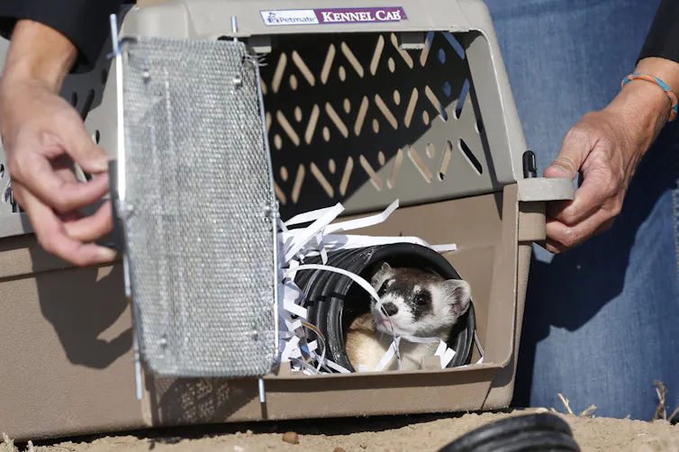 Hurón en una caja de puerta