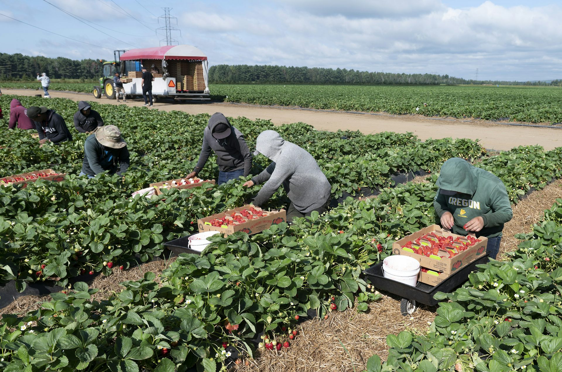 Las personas en las granjas en el campo eligen frutas y las ponen en cajas