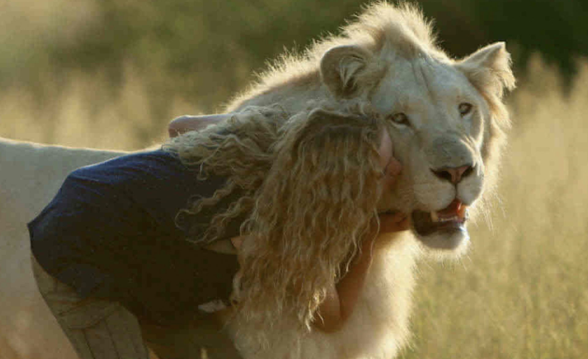Une adolescente embrasse un lion blanc.