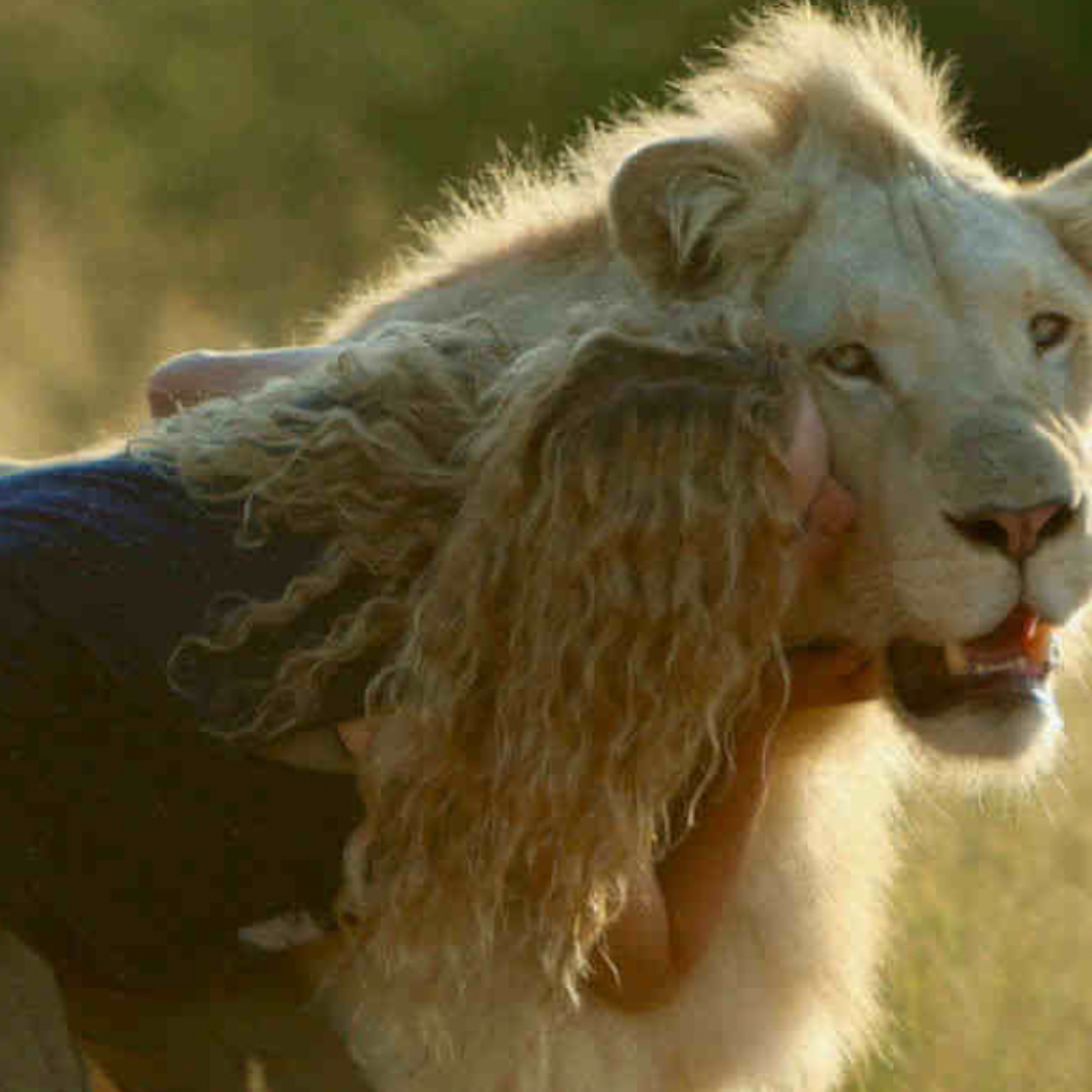 Une adolescente embrasse un lion blanc.