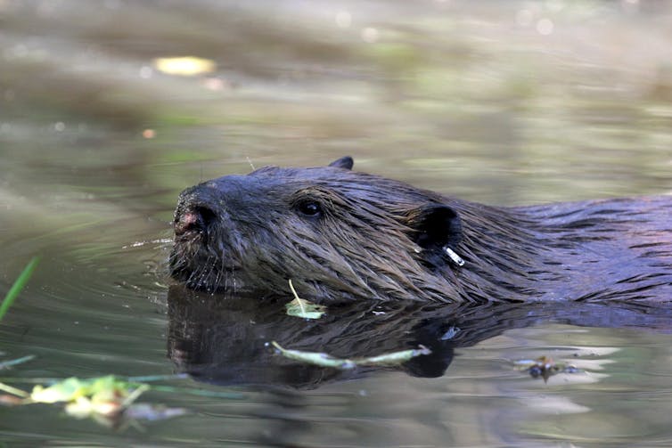 'Codos' en Canadá significa desarrollar recursos sostenibles 2 Beaver nada en el lago.