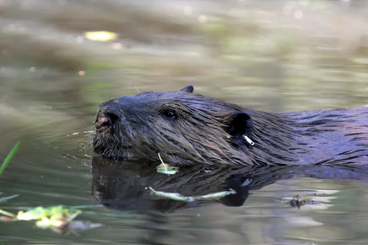 A beaver swims in a lake.