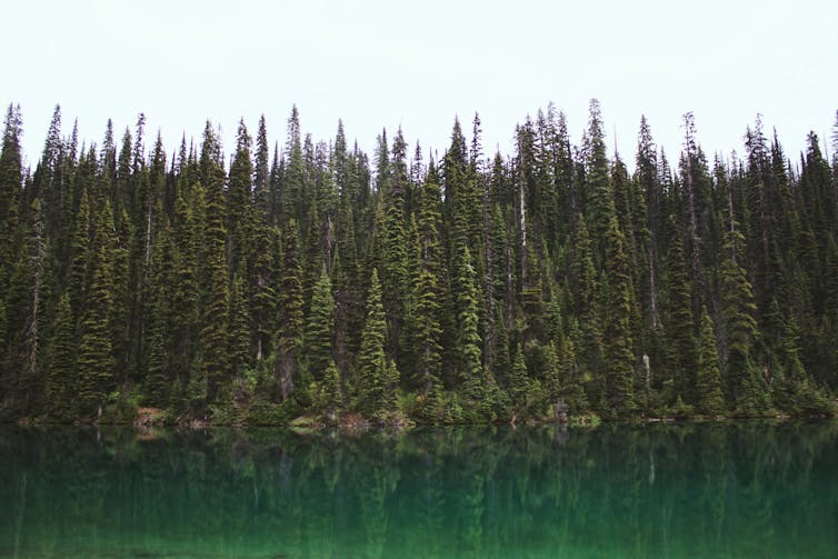 'Codos' en Canadá significa desarrollar recursos sostenibles 1 Denso bosque boreal al lado del lago.