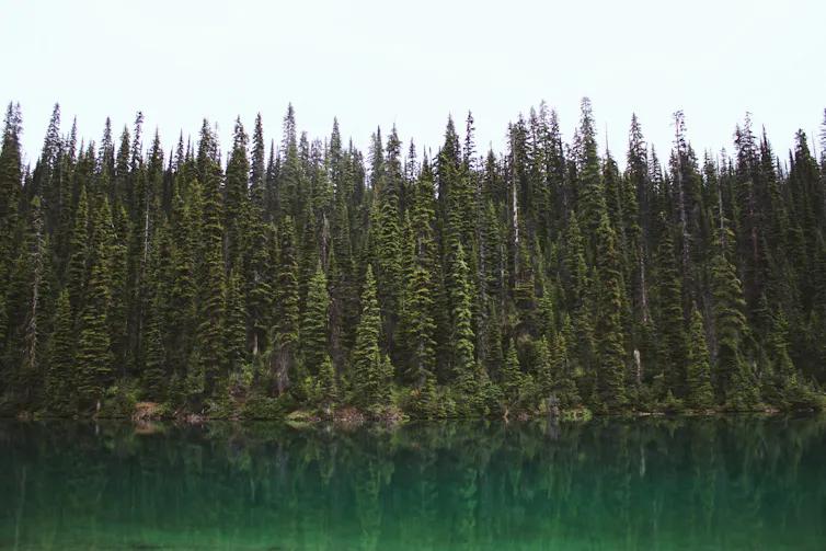A dense boreal forest next to a lake.