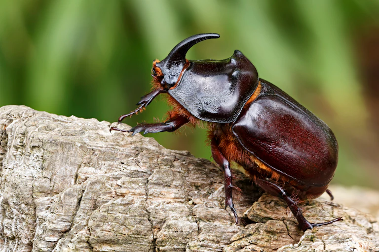 close up do besouro rinoceronte marrom escuro na casca da árvore