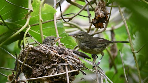 The chicks are alright: what songbirds can teach us about divorce and moving on