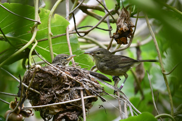 A Seychelles warbler tending to its chick