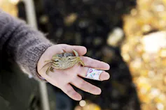 A small shore crab rests in the palm of a little girl.