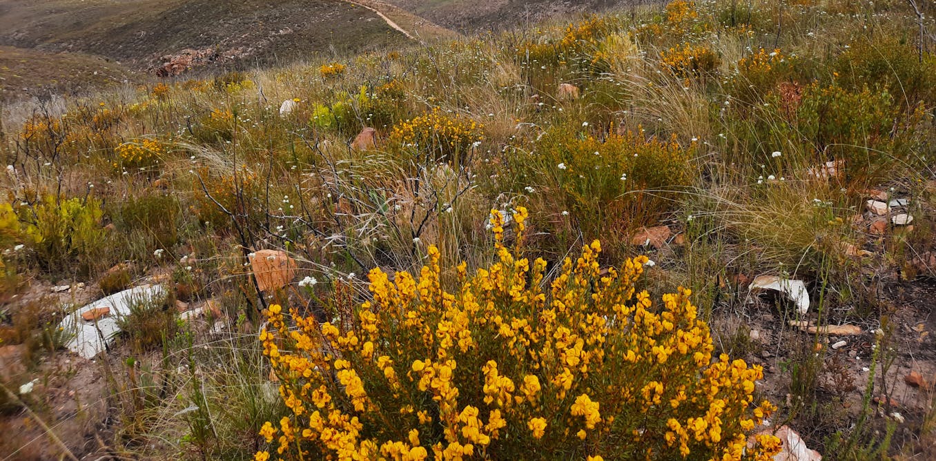 South Africa’s honeybush sector must transform from its unjust past: what needs to change
