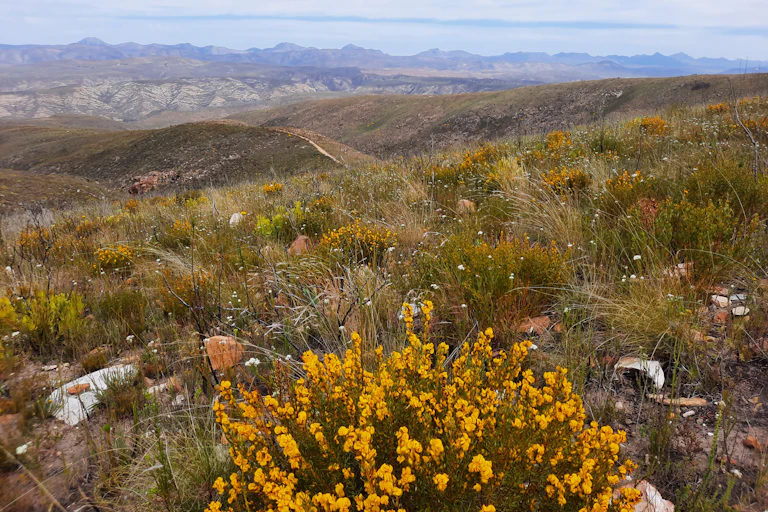 A bushy plant with bright yellow flowers on rolling hills