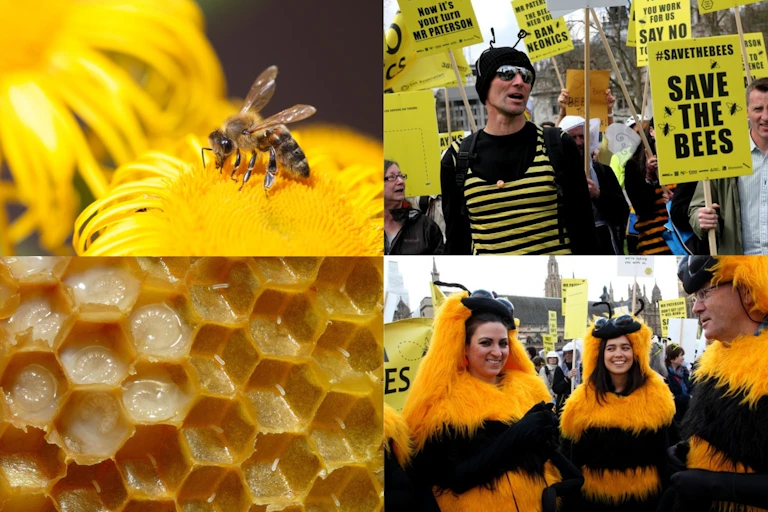 Dans la rue et dans les esprits, l'abeille est devenue la figure de la lutte contre les pesticides.