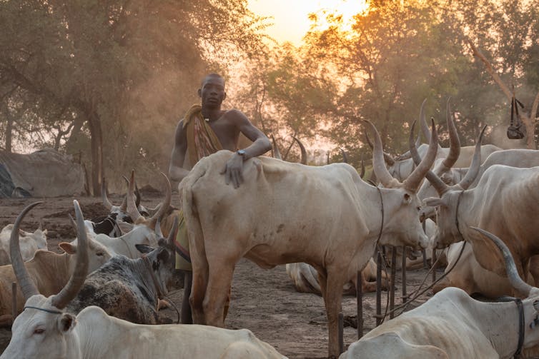 A shepherd stands amid his herd of horned cattle.
