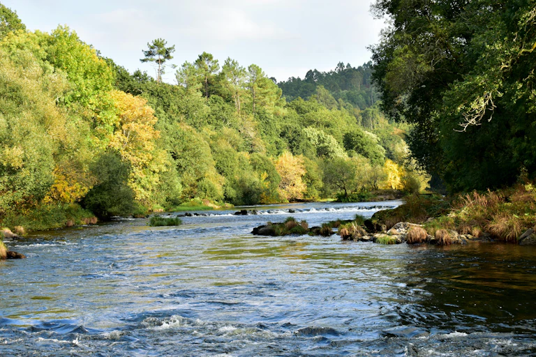 Vista de la rivera de un río surcado de árboles de colores verdes y amarillos