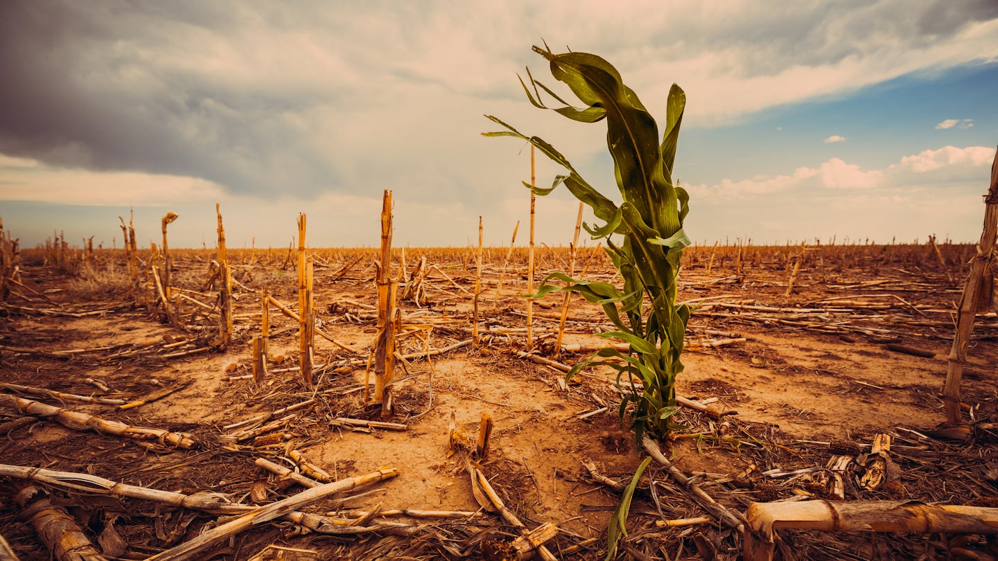 dry farmland, single green plant