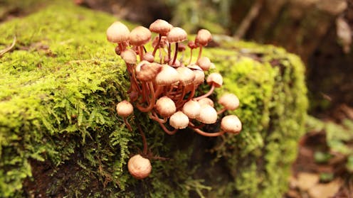 It’s wild mushroom season in Australia. Here’s how to stay safe and avoid poisoning