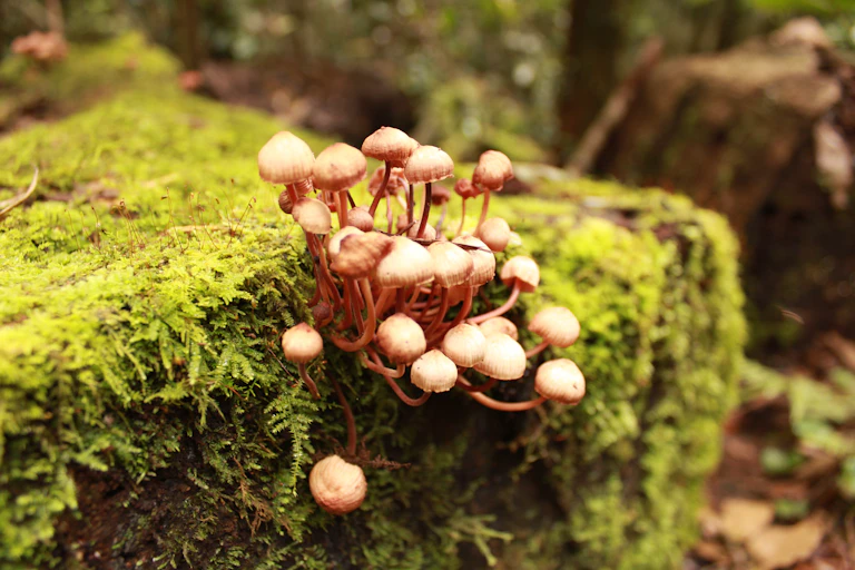 A cluster of wild mushrooms growing on a mossy tree stump in Lamington National Park, Australia.