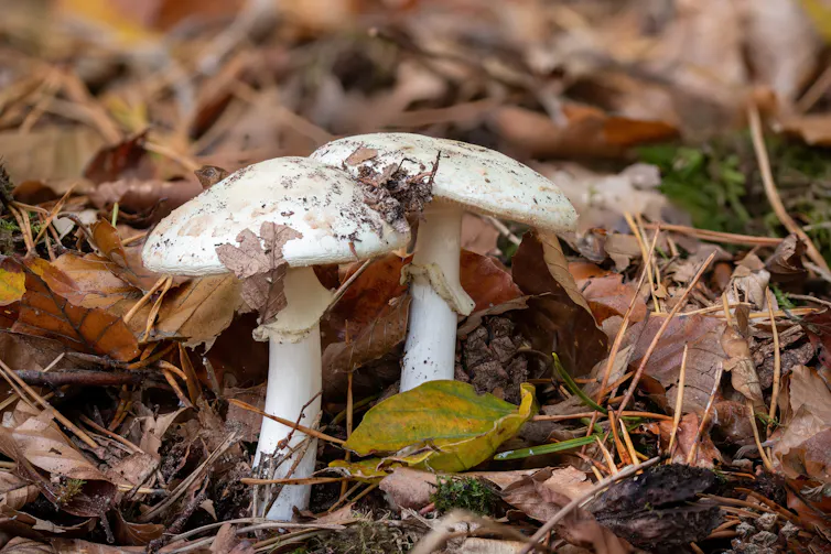 Two death cap mushrooms growing surrounded by autumn leaves.