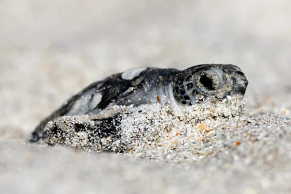 A newly hatched turtle scoots through sand