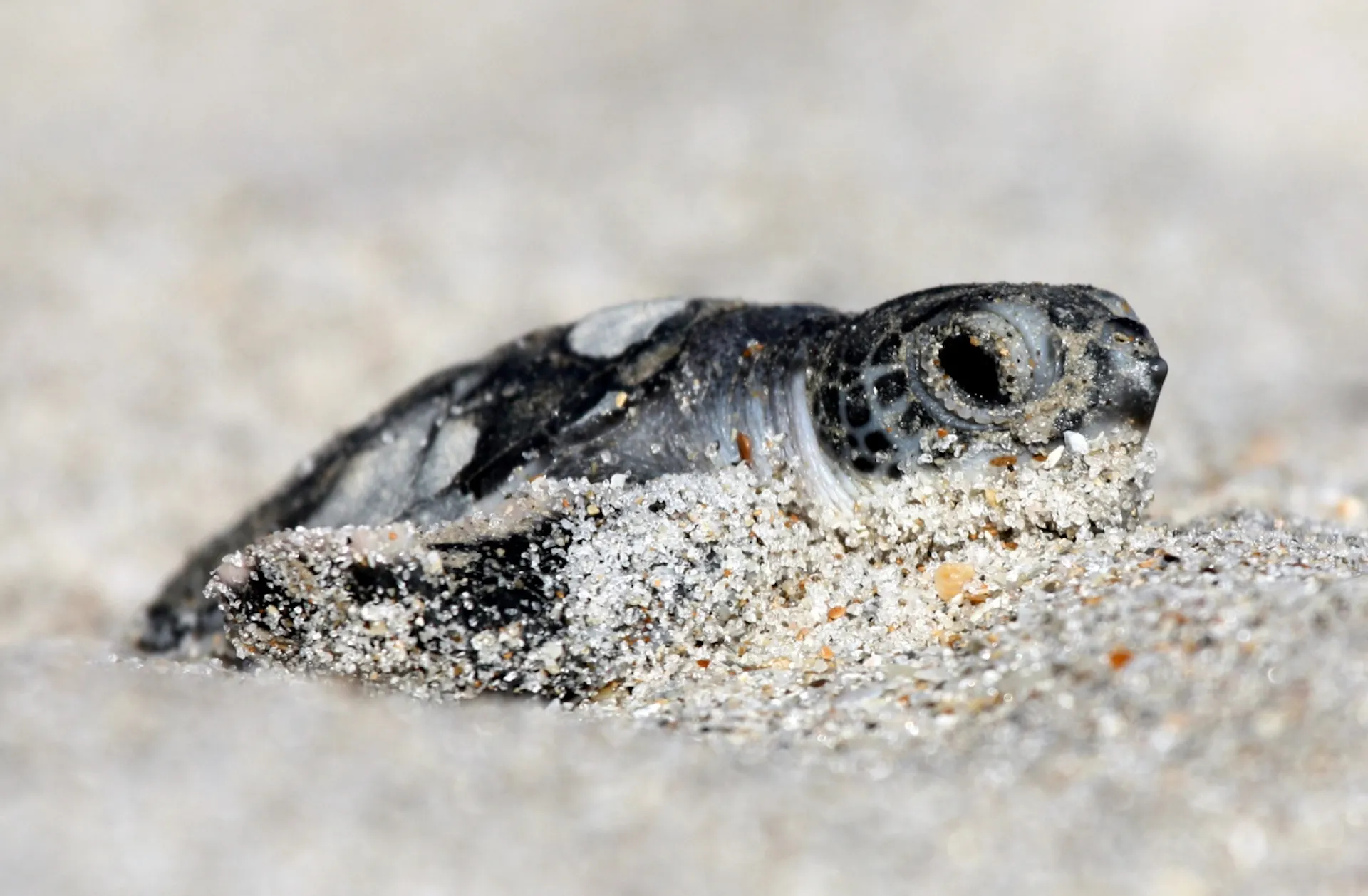A newly hatched turtle scoots through sand