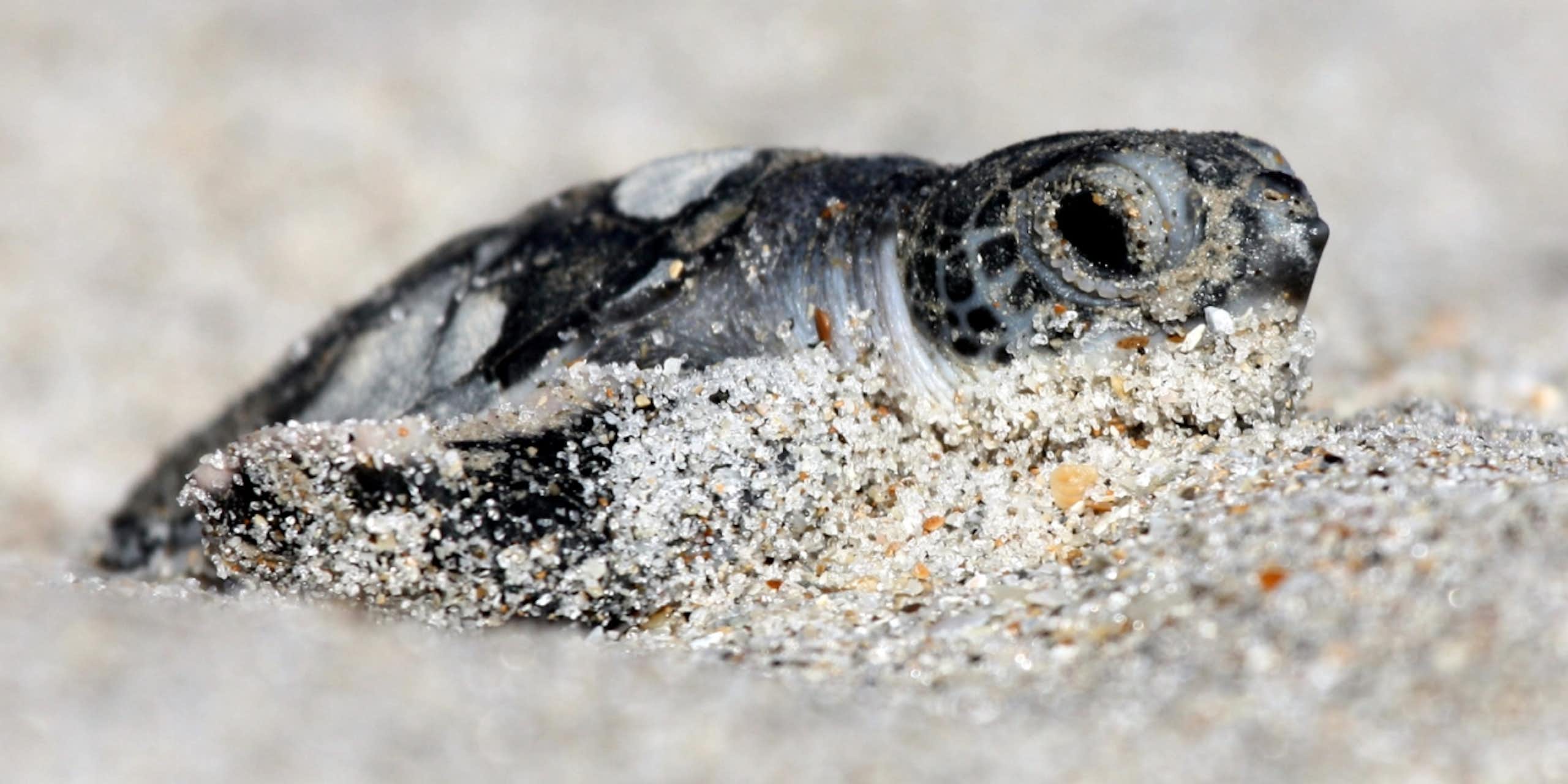 A newly hatched turtle scoots through sand
