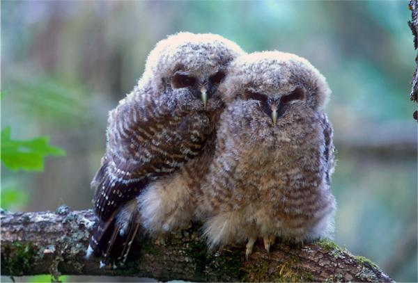 Two small fuzzy owls nestle together on a branch.