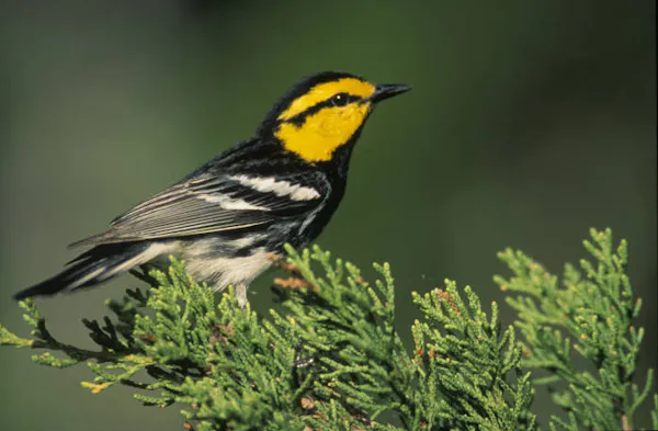 A bird with a yellow cheeks and a black cap and wings sits on a juniper branch.