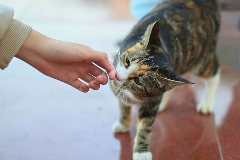 A tabby cat sniffing the hand of a person.