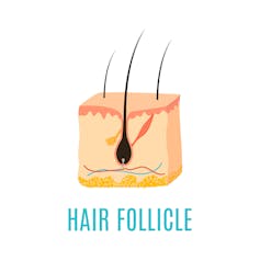 Cross -section diagram of hair follicles.