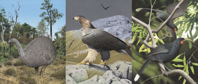 A composite image of three extinct birds: the moa, Haast's eagle and huia.