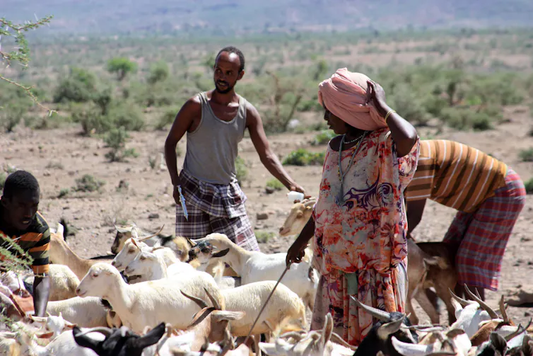 Ethiopian farmers with livestock