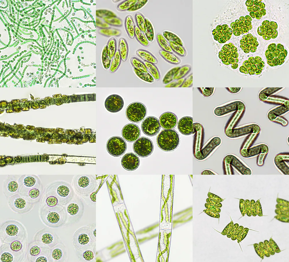 Plankton Rods Plankton can investigate crime, affect the climate and…