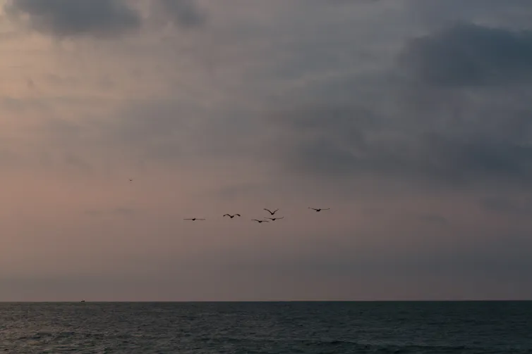 pinkish blue sky with no sun over the ocean, with a formation of birds flying