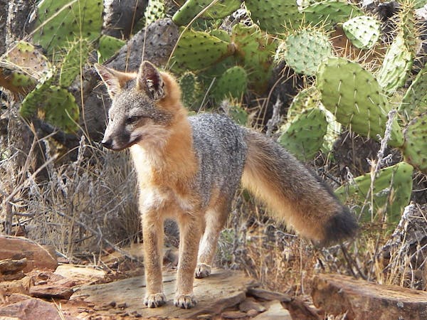 A small fox with a fluffy tail under cactuses.