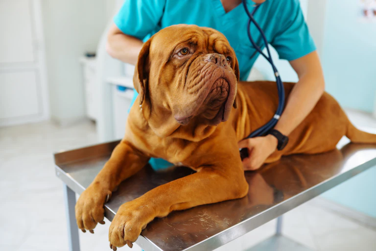 A vet examining dog on a table in a clinic.