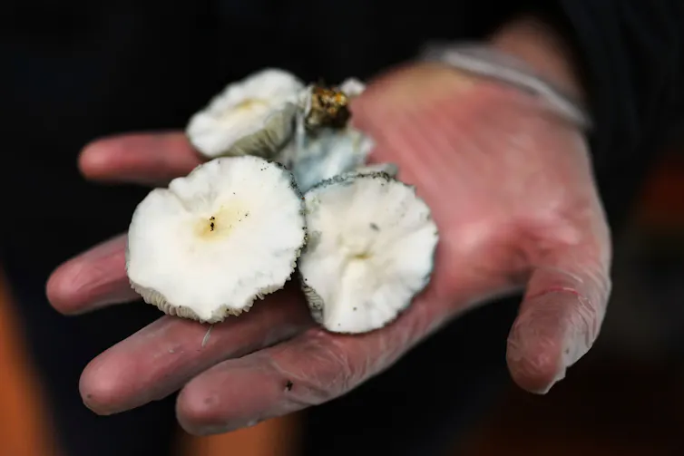 gros plan d’une main ouverte avec des champignons posés dessus