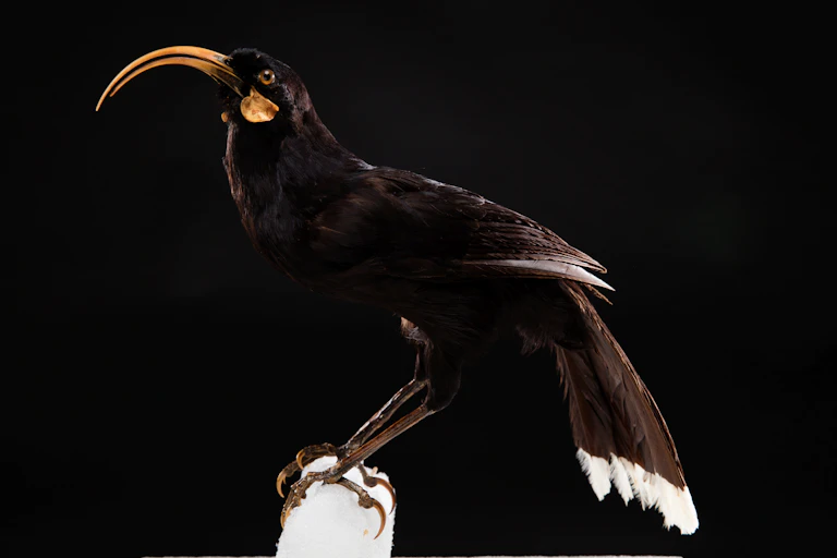 A museum specimen of the extinct huia.
