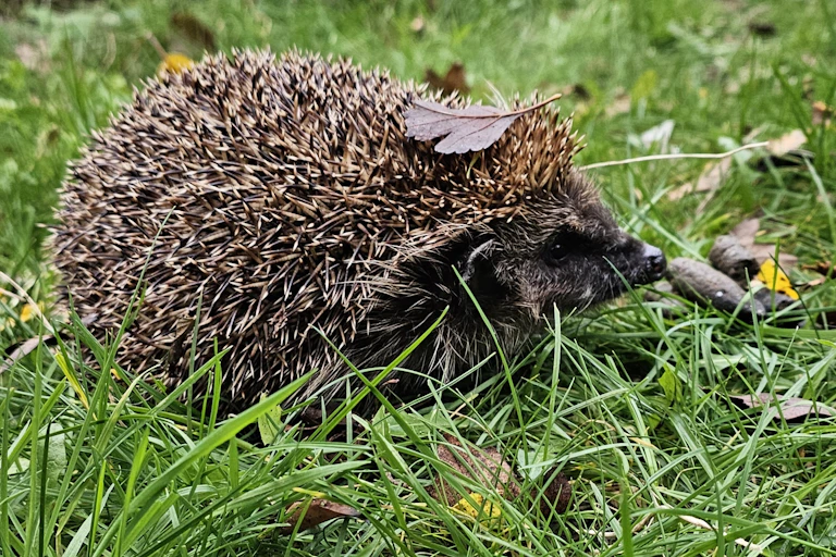 A hedgehog.