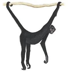 Illustration shows a black marmoset with long legs, arms and tail, holding onto a branch by its tail and one hand