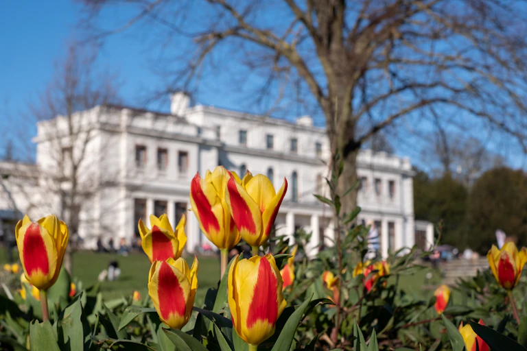 Red and yellow tulips bloom in the foreground while a white estate is seen in the background